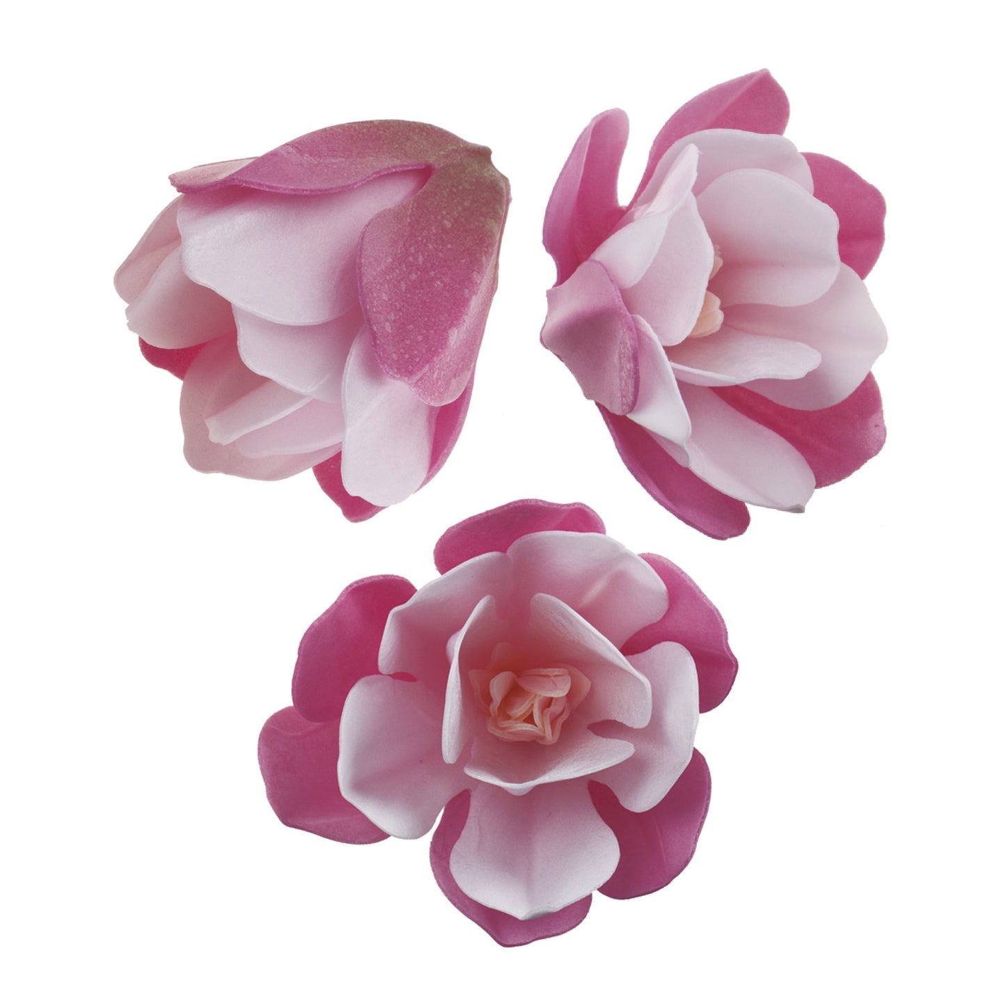 BOITE DE 6 MAGNOLIAS AZYME ROSE 6.5-7CM