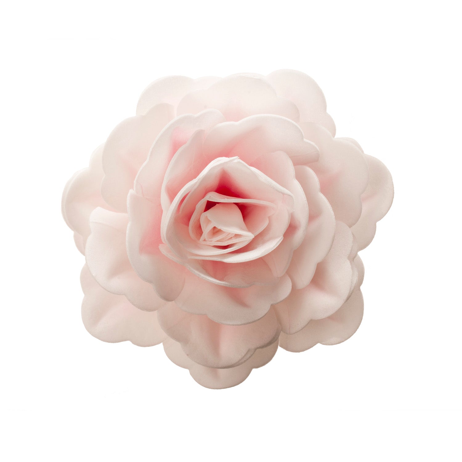 ROSE GEANT AZYME COULEUR ROSA 12,5 CM