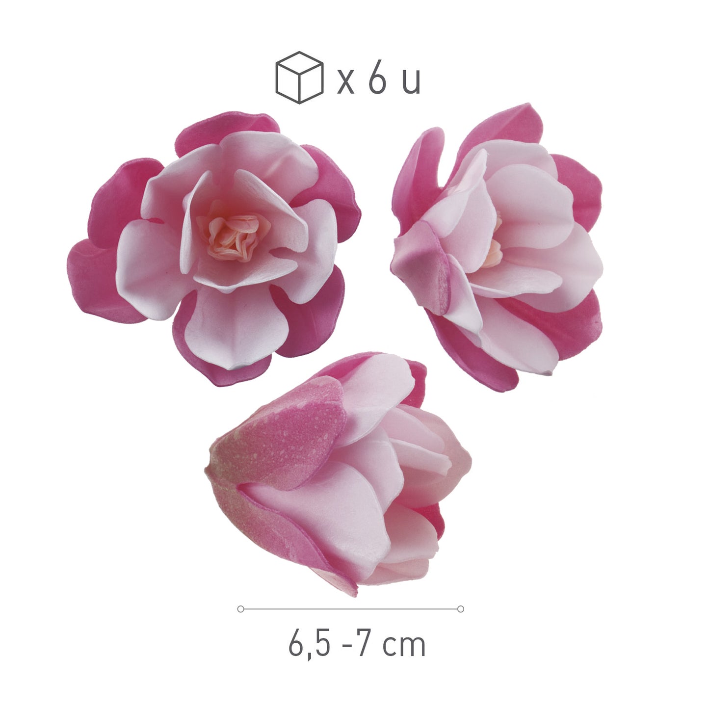 BOITE DE 6 MAGNOLIAS AZYME ROSE 6.5-7CM