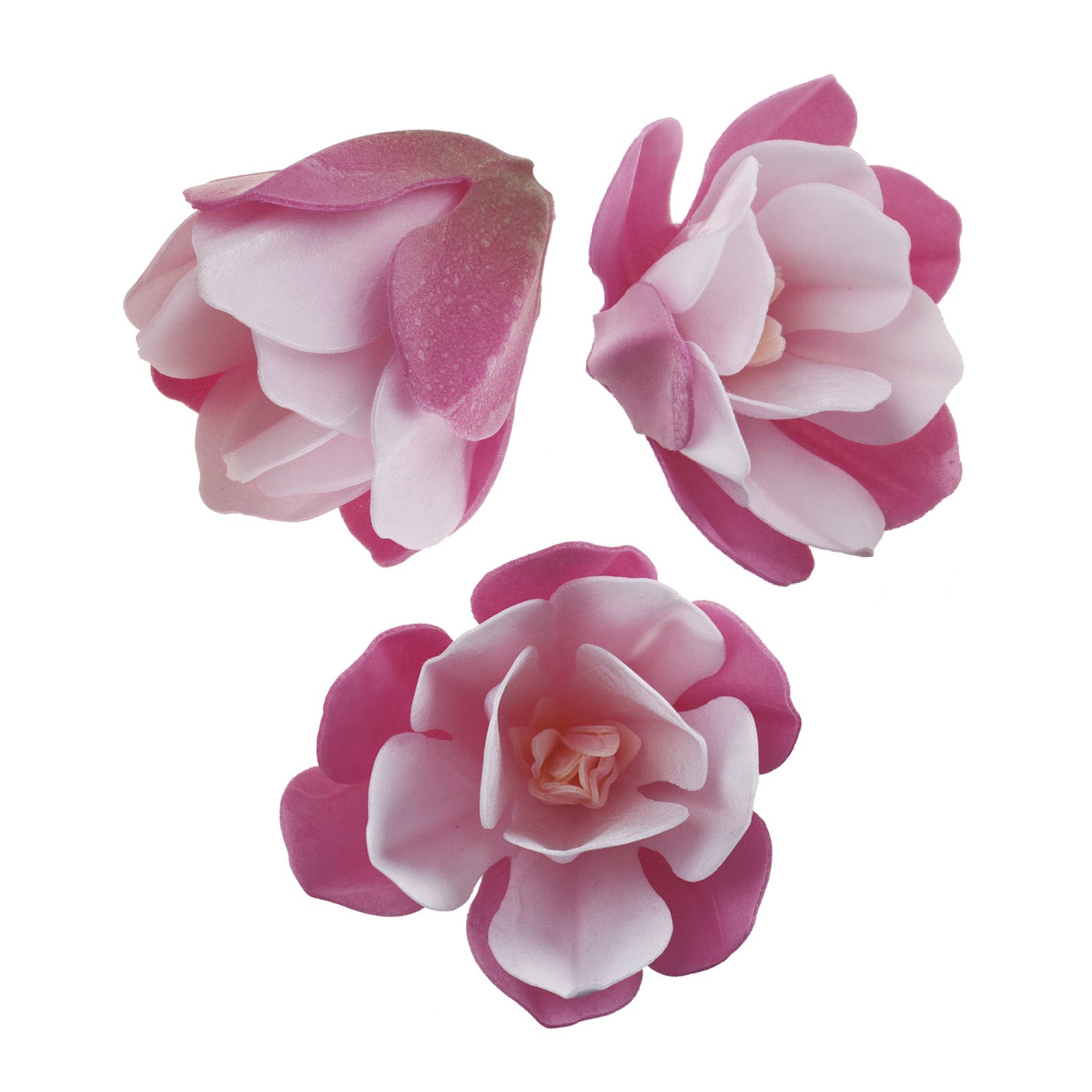BOITE DE 6 MAGNOLIAS AZYME ROSE 6.5-7CM