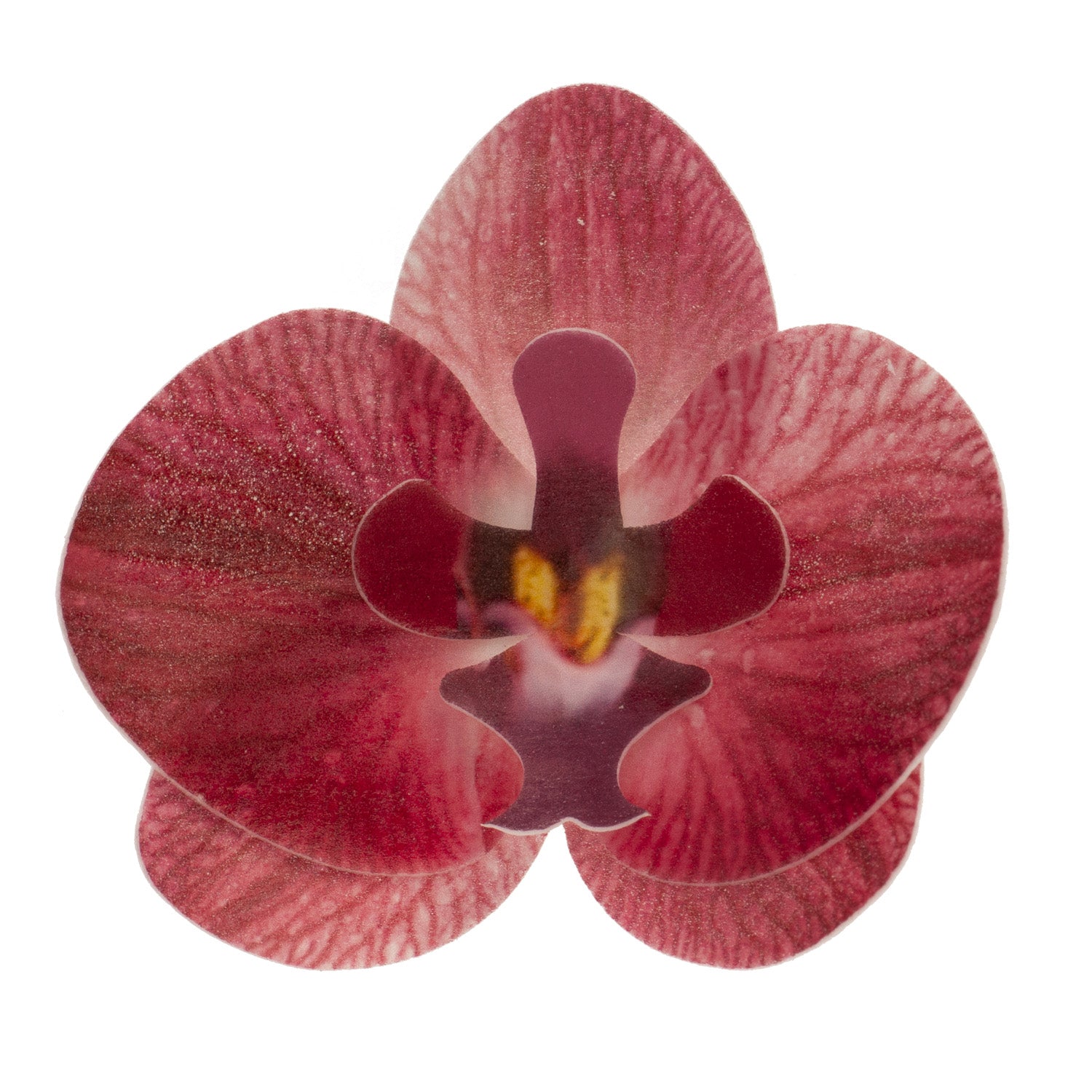 BOX OF 10 BURGUNDY WAFER ORCHIDS 8.5-7.5CM