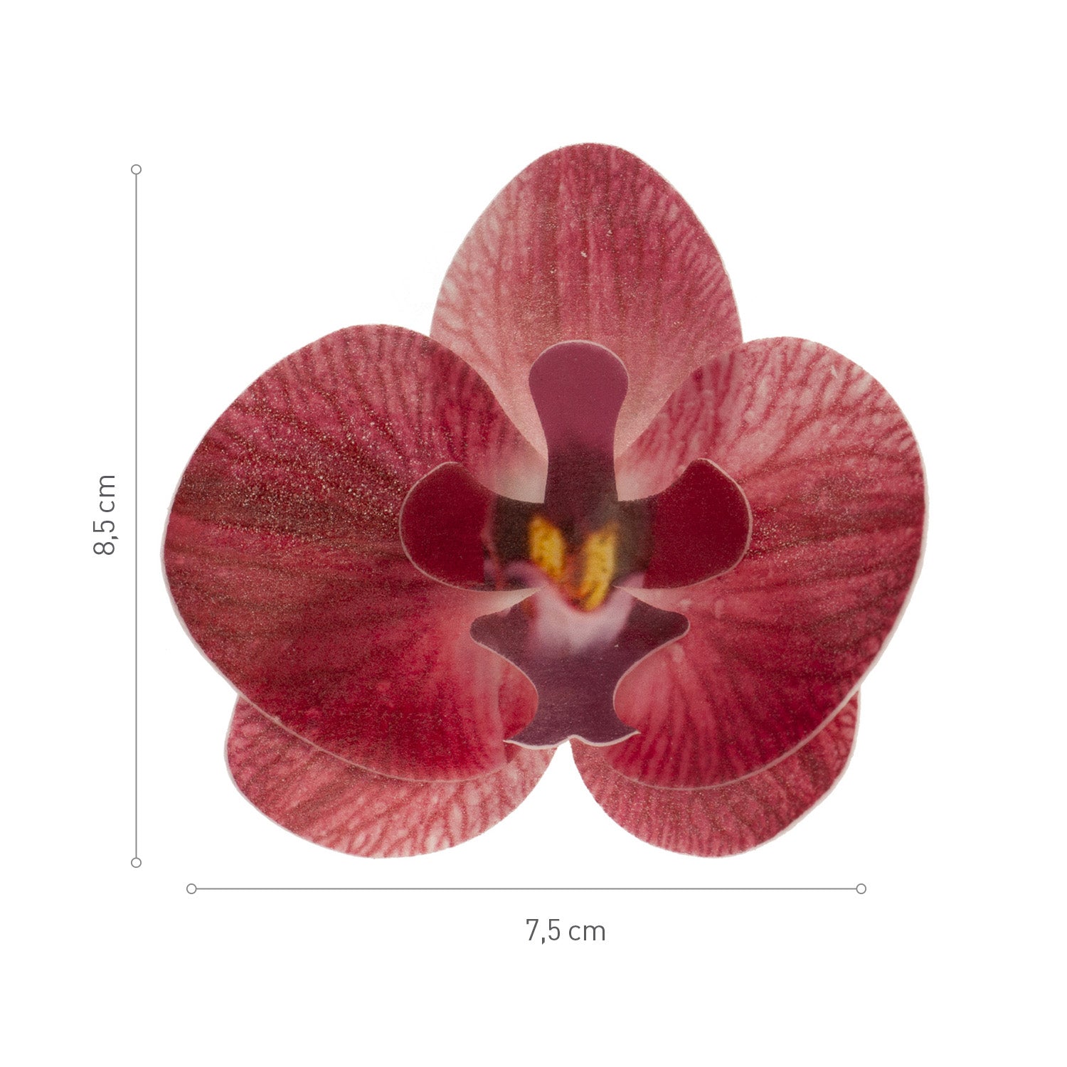 BOX OF 10 BURGUNDY WAFER ORCHIDS 8.5-7.5CM