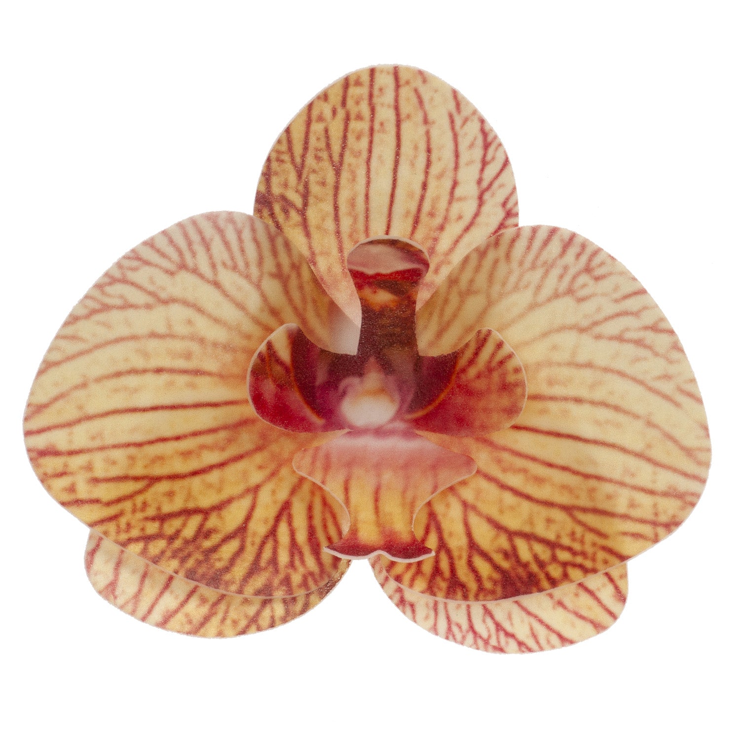 BOITE DE 10 ORCHIDEES AZYME ORANGE 8.5 -7.5CM