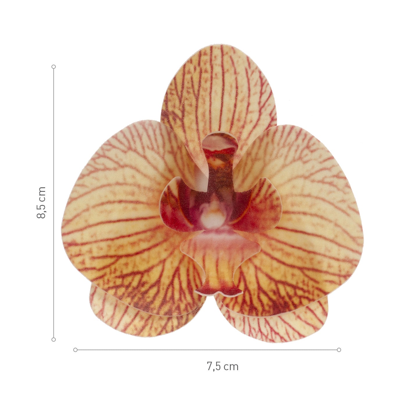 BOITE DE 10 ORCHIDEES AZYME ORANGE 8.5 -7.5CM