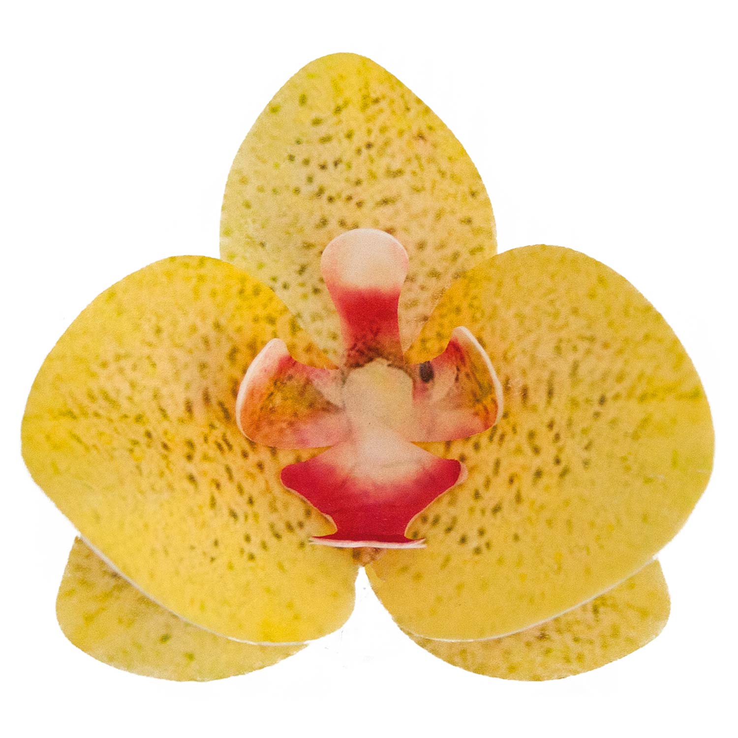BOX OF 10 YELLOW WAFER ORCHIDS 8.5-7.5CM