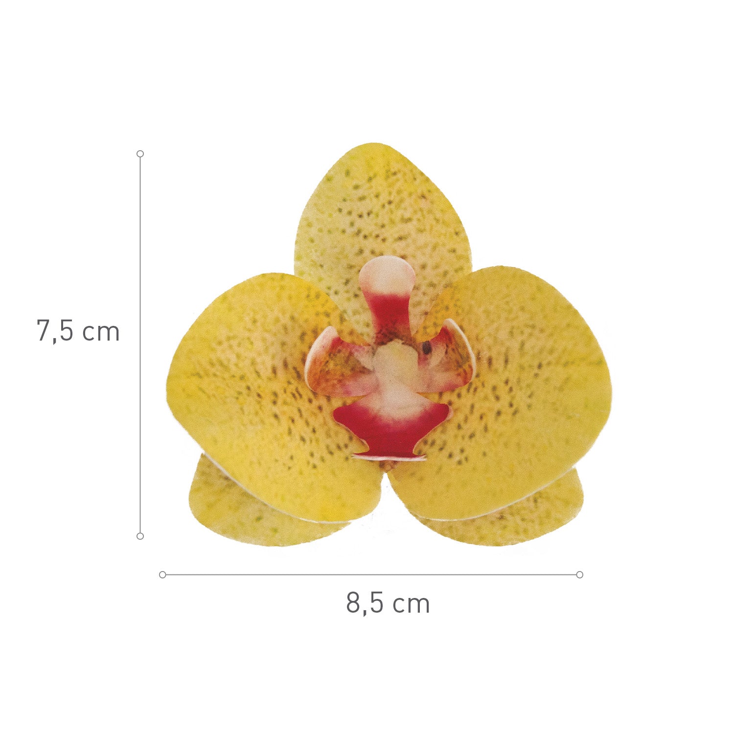 CAIXA DE 10 ORQUÍDEAS WAFER AMARELAS 8,5-7,5CM