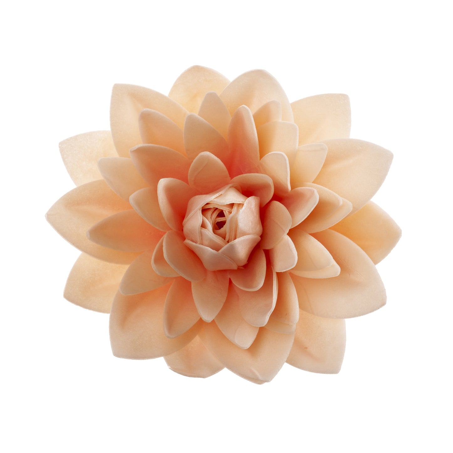 GIANT WAFER DAHLIA IN PASTEL COLOR Ø 12.5CM