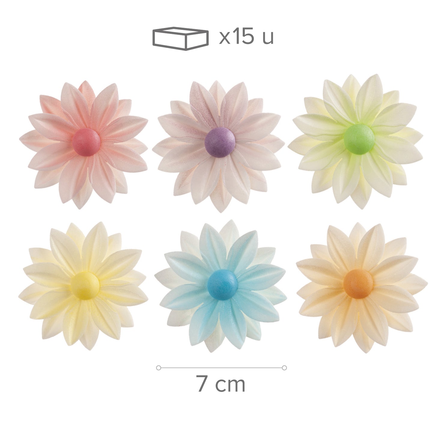  DAISY COULEURS ASSORTIES 7CM